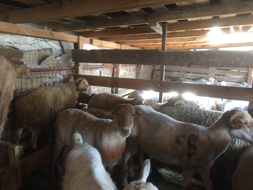 Sarıyer adak kurban