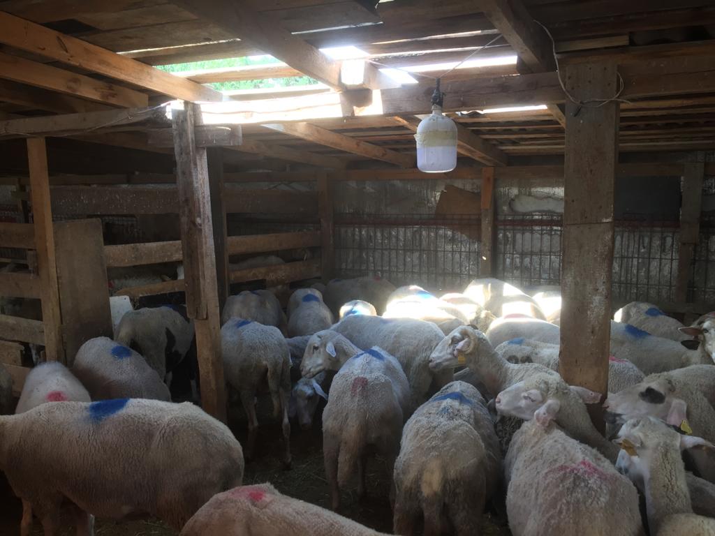 Sarıyer adak kurban