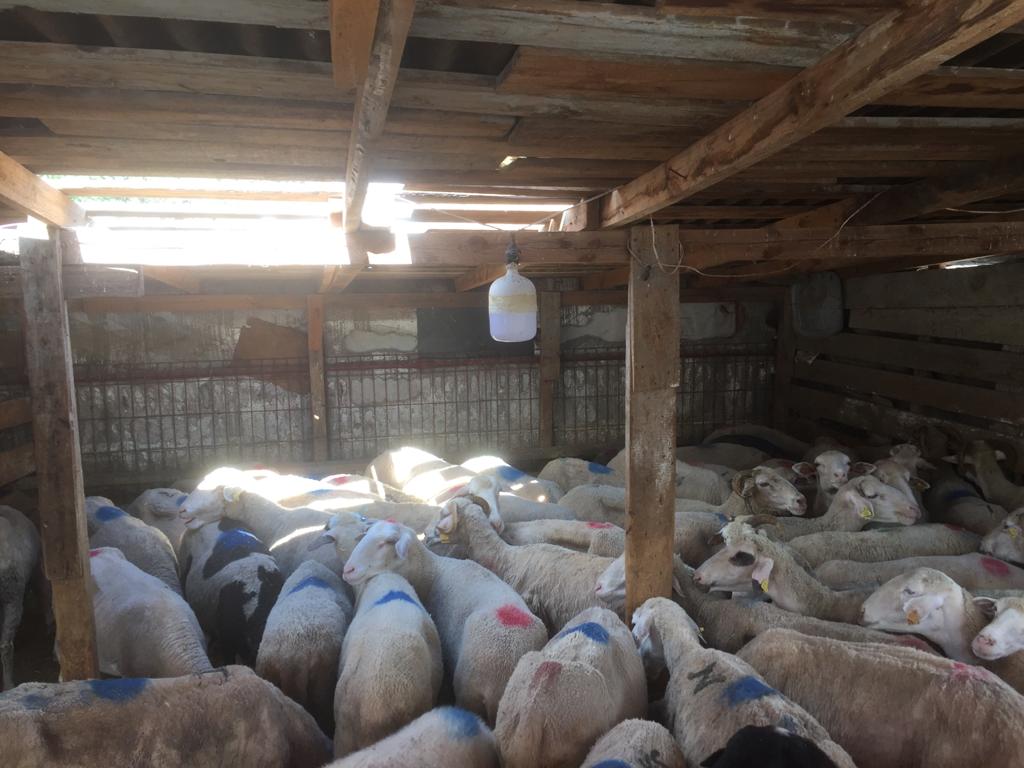 Sarıyer adak kurban