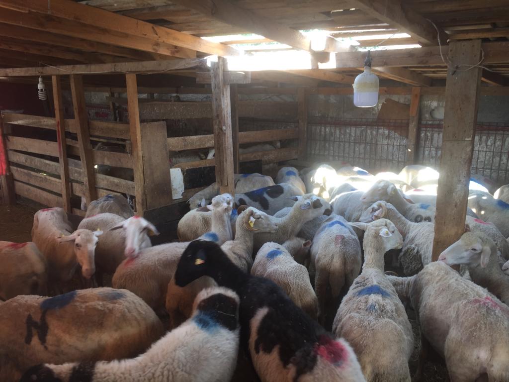 Sarıyer adak kurban