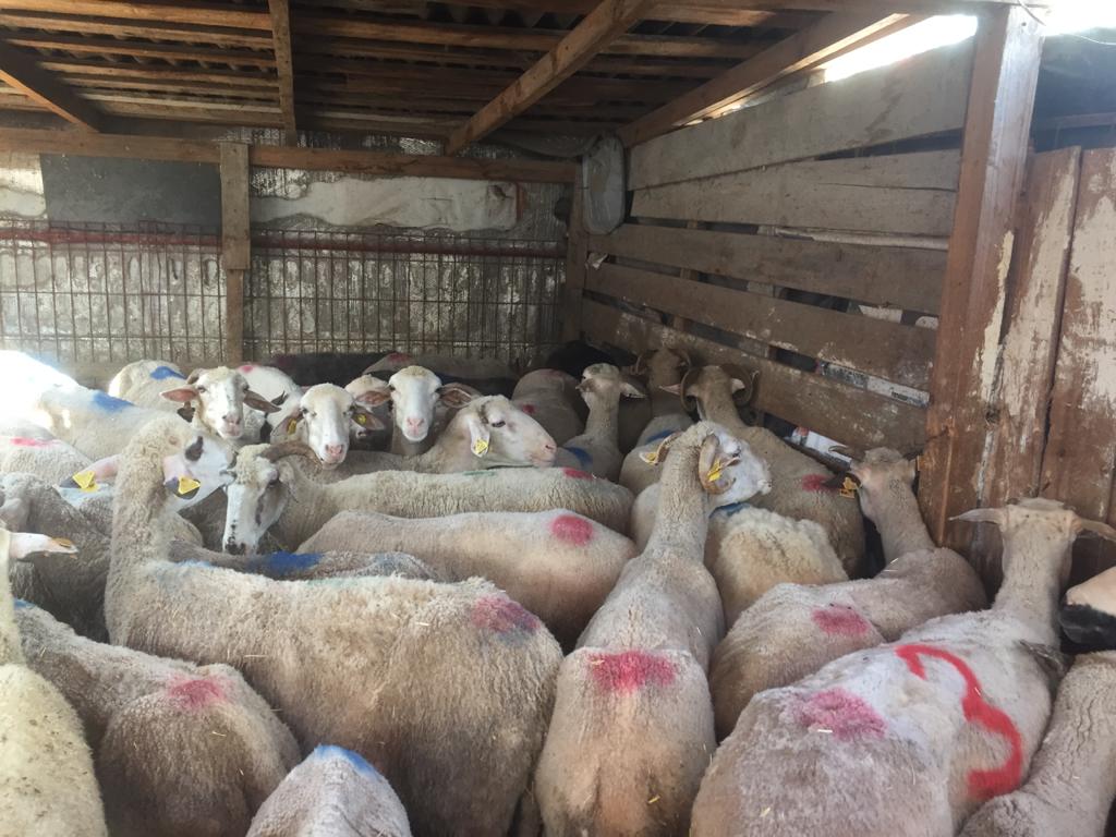 Sarıyer adak kurban