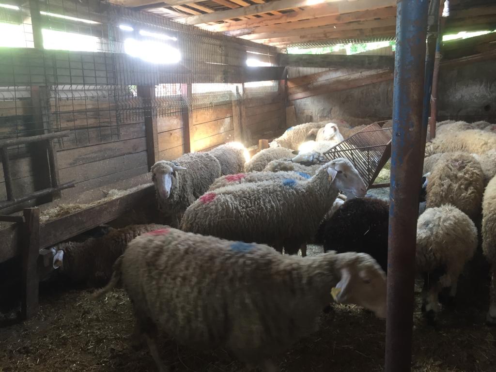 Sarıyer adak kurban