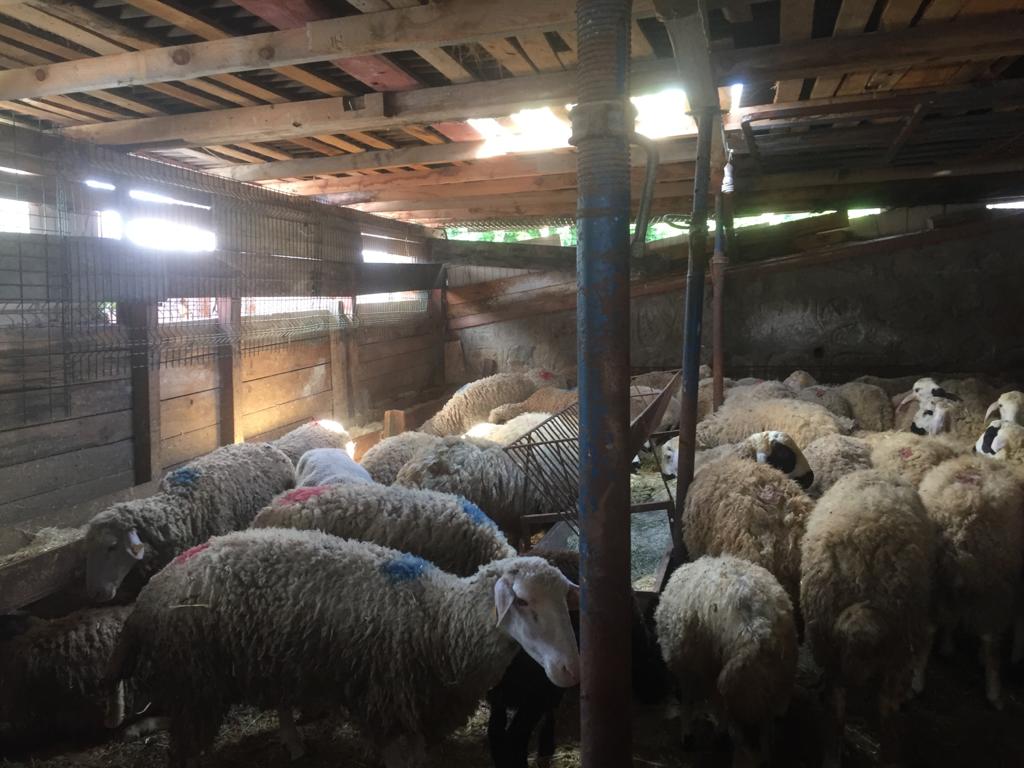 Sarıyer adak kurban