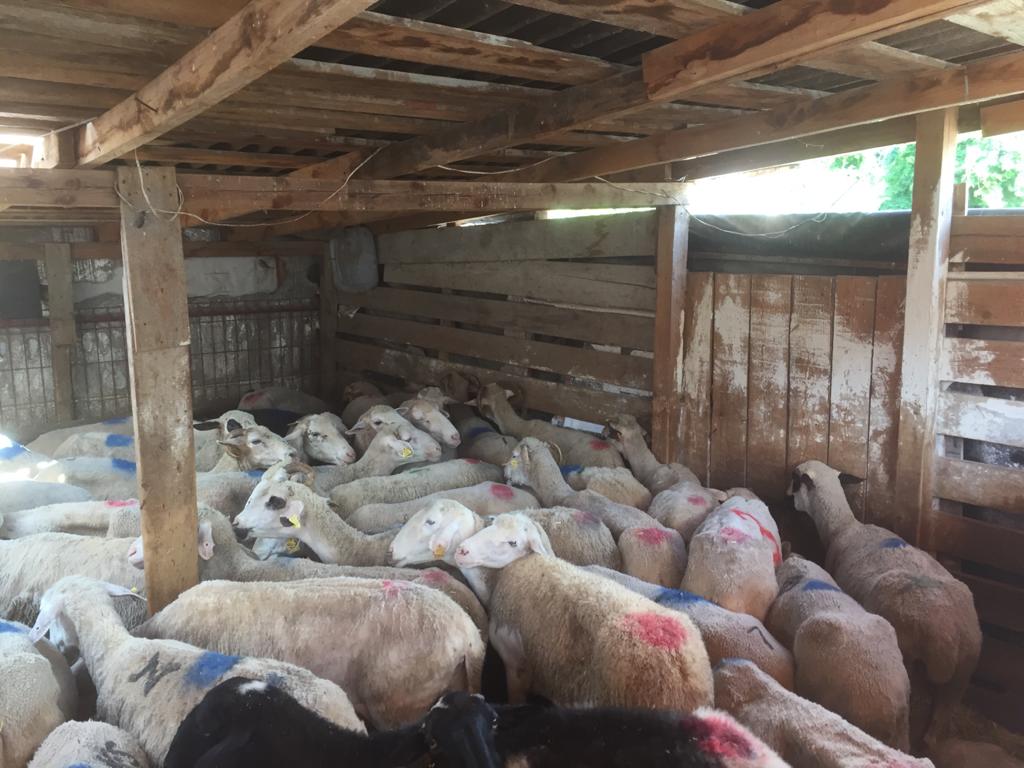 Sarıyer adak kurban