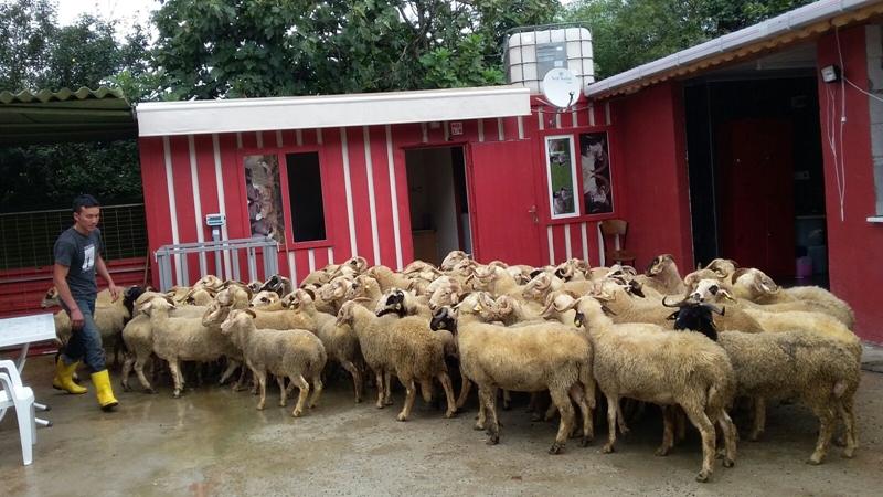 Sarıyer adak kurban