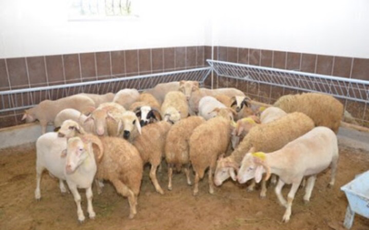 Sarıyer adak kurban