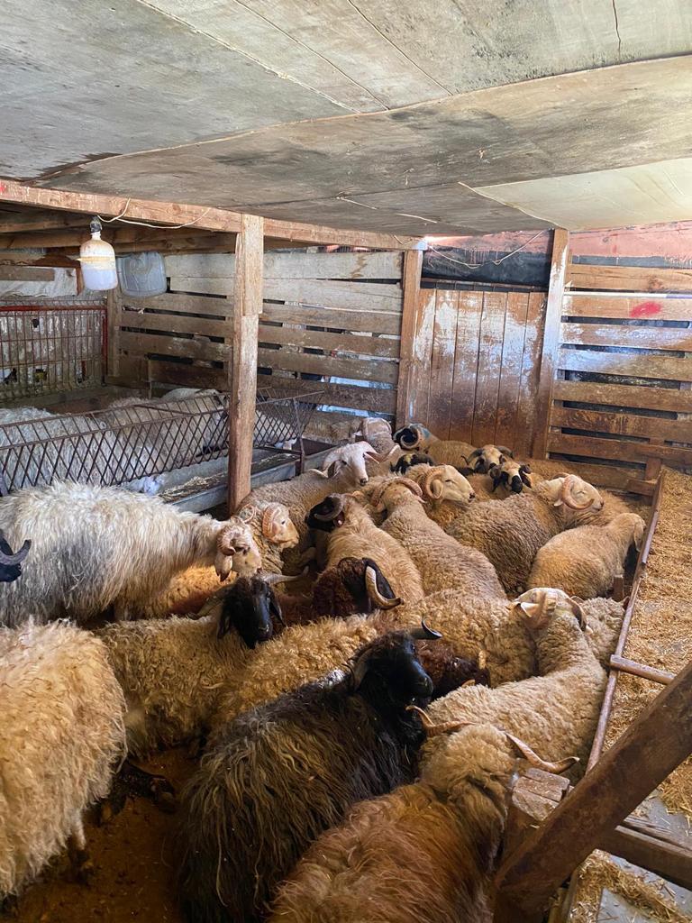 Sarıyer adak kurban