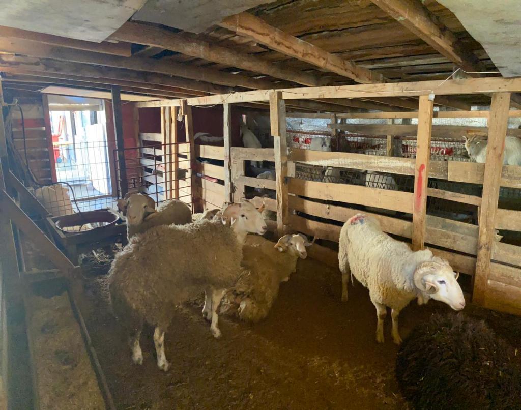 Sarıyer adak kurban