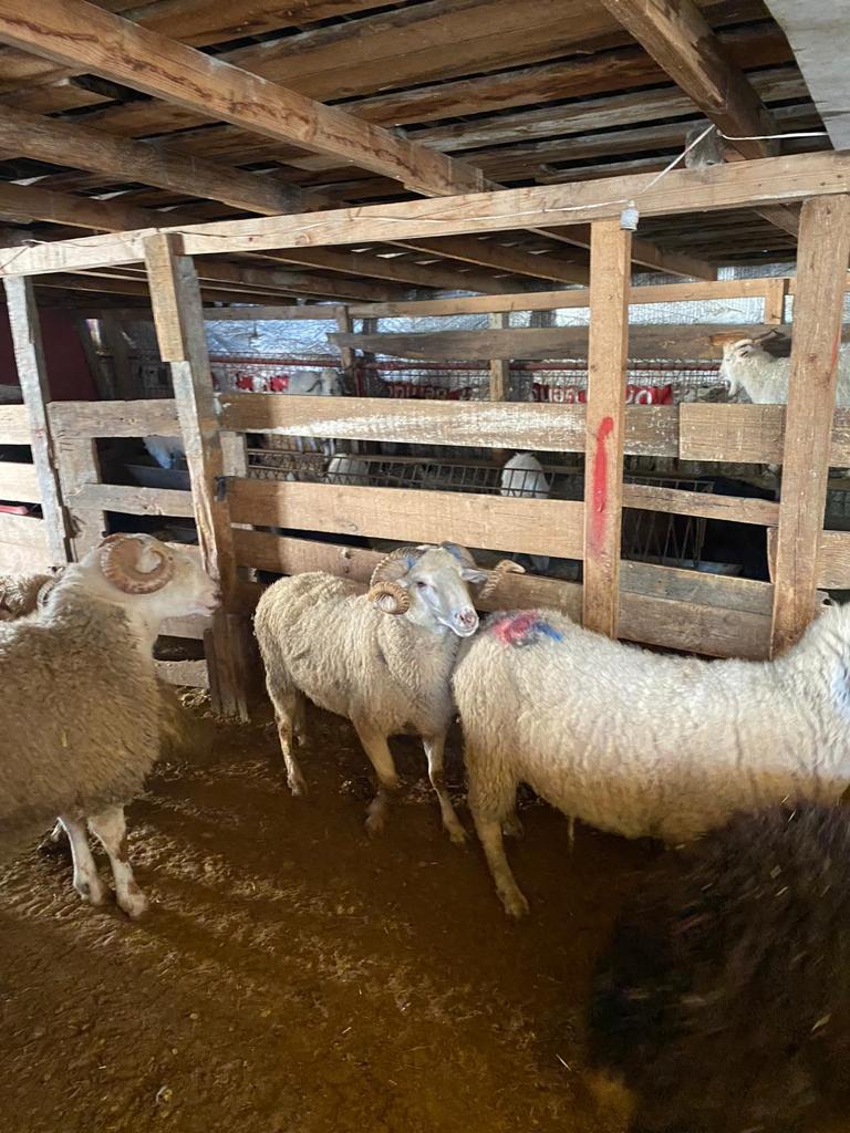 Sarıyer adak kurban