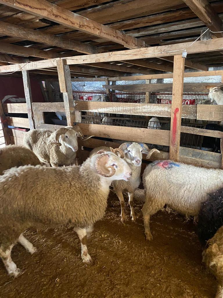 Sarıyer adak kurban