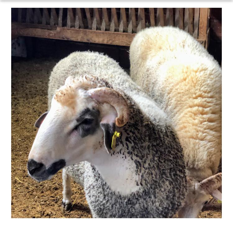 Sarıyer adak kurban