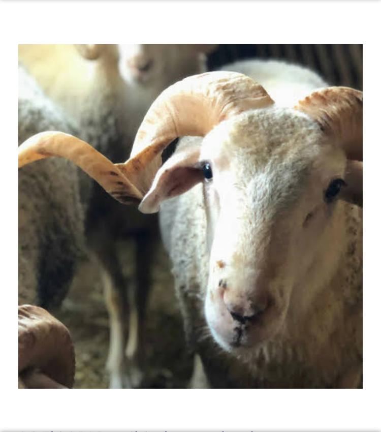 Sarıyer adak kurban