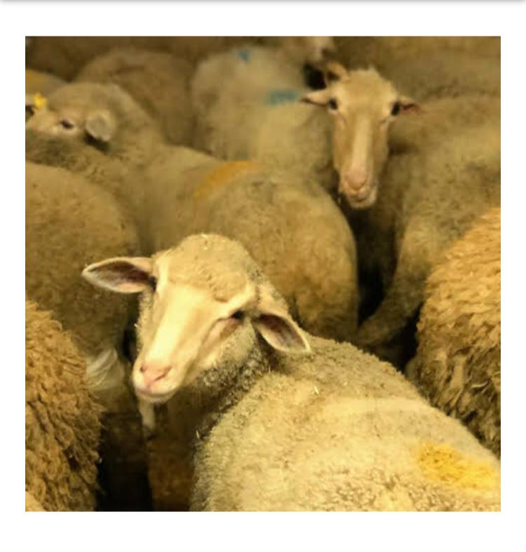 Sarıyer adak kurban